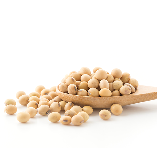 soybean