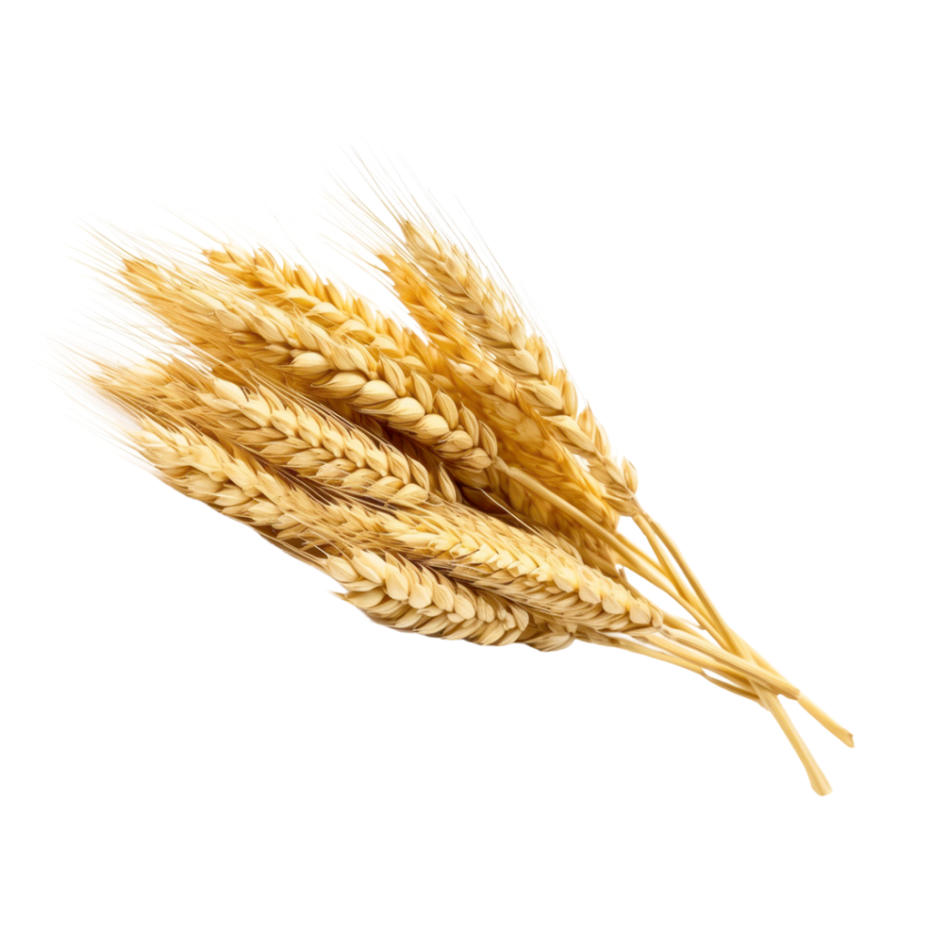 wheat sunflowers oil