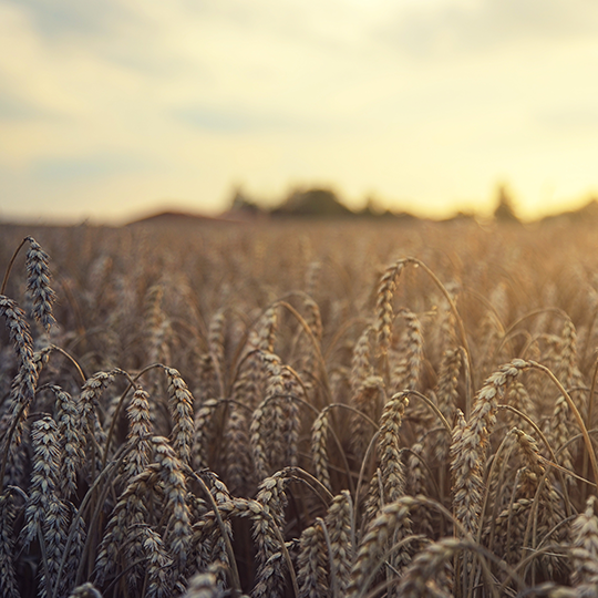 wheat